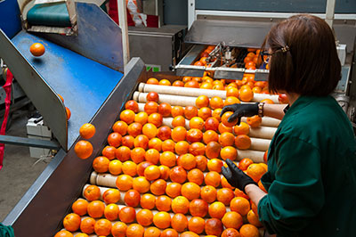 food safety tips image