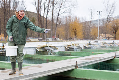 Aquaculture processing fish farming feed